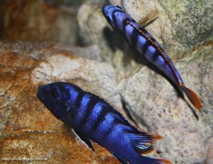 Labidochromis sp. 'mbamba' Mbamba Bay